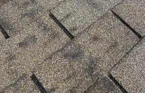 shingles with mold